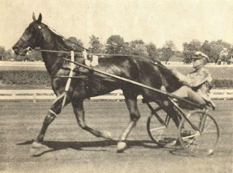 Happy The Great
Happy the Great 2:041/4, also recruited to the stable, made a highly creditable showing, even though he was meeting the sensational Hollyrood Dick 2:001/4 almost every week. Happy raced all through the Bay State and Orange County meetings, also made a side journey to Trenton, N. J., winning four races, six second places, and in excess of $6,385. One of the highlights in his campaign was the winning of the third heat in the $10,000 trot at Avon, Conn., in 2:06, a new track record for trotters. In three starts in the Orange County he was twice second and once first. He also won a handicap race at Goshen's mile track Grand Circuit meeting, trotting in 2:101/2, 2:09, with a 120-foot handicap. He took another handicap at Reading, Pa., in 2:113/4, 2:113/4, 2:12, and at Trenton, over the very sandy track at the InterState Fair grounds, won a sparkling race in 2:083/4, 2:08, 2:09.

Very shortly afterwards he (Happy the Great) was returned to the Weequahic Park, Newark, track to begin a series of remarkable races and exhibitions in the matinees. He won the free-for-all trots on both Oct. 4 and 11, and must be credited with a great performance when he first won the same class on Newark's Gala Day, Oct. 18, and an hour later was driven by Mr. Smith in the double team exhibition with the three-year-old filly Laurel Leaf (mat. 2:101/2), the pair lowering the halfmile track double-team record from 2:121/4 to 2:101/4 in one of the finest exhibitions seen in many years.. They were carefully rated to the quarter in :34, trotted the next quarter in :311/4, to the half in 1:051/4, stepping the last half in 1:05, for a magnificent mile in 2:101/4. The owner, a 220-pound amateur, received hearty congratulations from many friends fortunate in seeing his splendid work in driving and rating the mile. This exhibition mile made Happy the Great's twentieth appearance of the year, a tribute to good handling, with a full measure of credit to the game gelding. 

Image from the Dec 10, 1930 Horse Review 
Courtesy of Don Daniels
