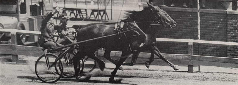 ShirleyTemple (Carpenter), StraightShot (Caton)
Image from the Dec 16, 1942 Harness Horse magazine (defunct).
"Road Horse Association of NJ" (aka Gentleman's Driving Club).

Courtesy of Don Daniels 
